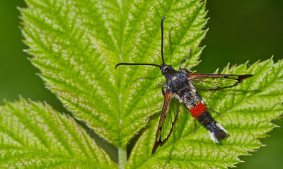 Red-tipped Clearwing / Wilgenwespvlinder