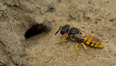 European beewolf / Bijenwolf