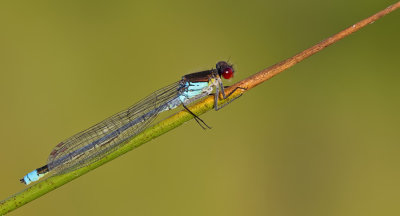 Red-eyed Damselfly / Grote Roodoogjuffer