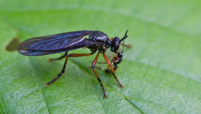 Orange-legged Robberfly / Zwartvlerkbladjager