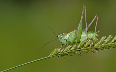 Pholidoptera frivaldskyi / Groene bramensprinkhaan