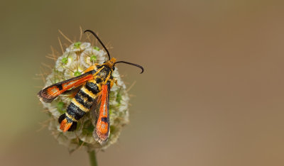 Pyropteron minianiformis