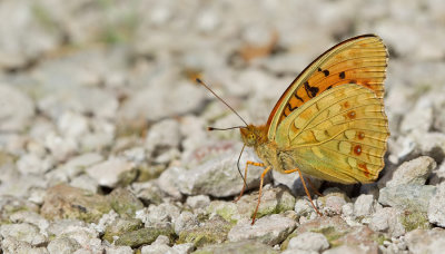 High Brown Fritillary / Bosrandparelmoervlinder