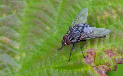 Polietes meridionalis