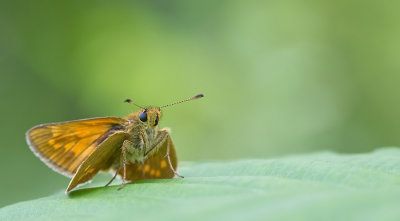 Large skipper / Groot Dikkopje