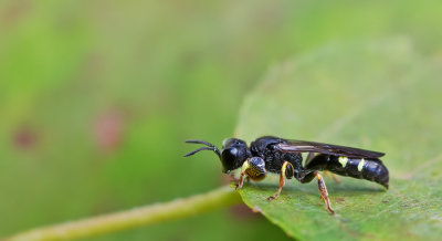 Crabro scutellatus / Bleke Zeefwesp