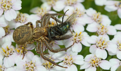 Red Crab-spider / Boskrabspin