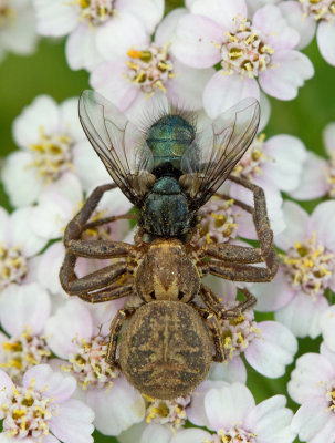 Red Crab-spider / Boskrabspin