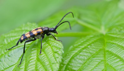 Four-banded Longhorn Beetle / Vierbandsmalbok