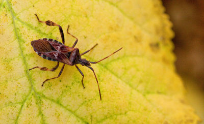 Western conifer seed bug / Bladpootrandwants