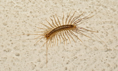 House Centipede / Spinduizendpoot