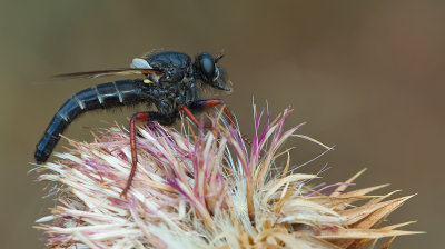 Stenopogon coracinus