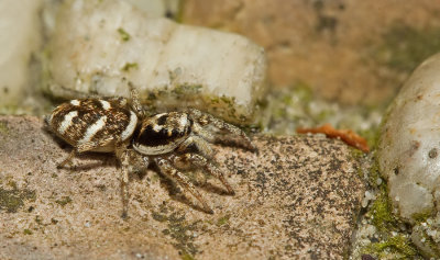 Zebra spider / Huiszebraspin