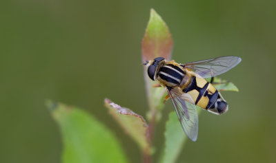 Large Tiger Hoverfly / Citroenpendelvlieg