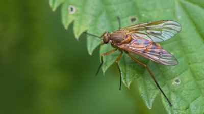 Marsh Snipefly / Gele Snipvlieg