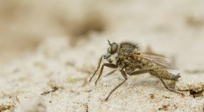 Fan-bristled robberfly / Borstelroofvlieg