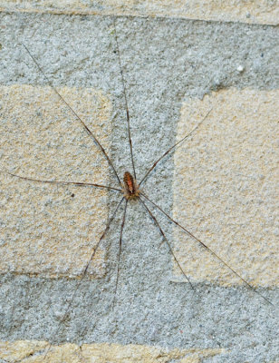 Opilio canestrinii / Rode hooiwagen