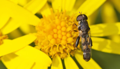 Thick-legged Hoverfly / Menuetzweefvlieg