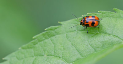 Cryptocephalus sexpunctatus