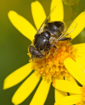 Small Spotty-eyed Dronefly / Weidevlekoog