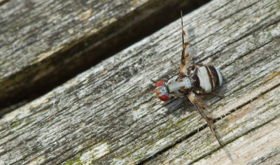 Myennis octopunctata