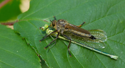 Golden-tabbed Robberfly / Roodbaardroofvlieg 