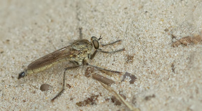 Dune Robberfly / Zandroofvlieg