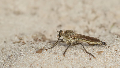 Dune Robberfly / Zandroofvlieg