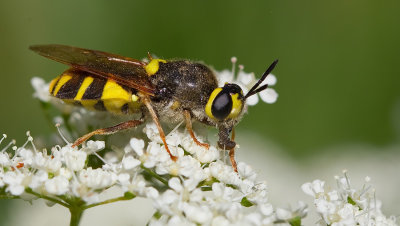 Stratiomys chamaeleon / Kameleonwapenvlieg