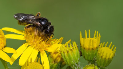 Large Shaggy-bee / Grote roetbij