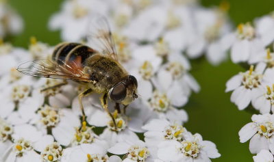 Plain-faced Dronefly / Kleine bijvlieg