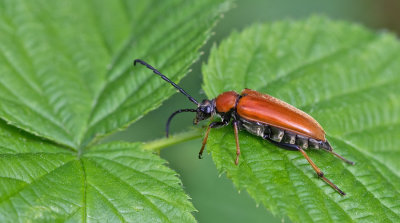 Red Longhorn Beetle / Rode smalbok