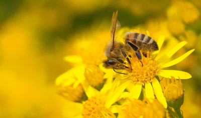 European honey bee / Honingbij