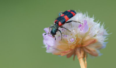 Trichodes alvearius / Behaarde bijenwolf