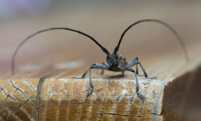 Monochamus sutor 