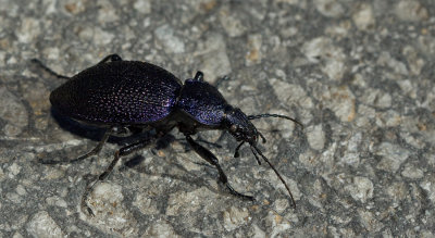 Procerus gigas