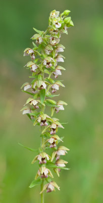 Broad-leaved helleborine / Brede wespenorchis