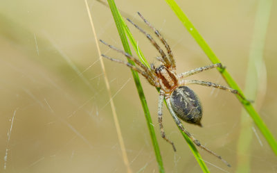 Labyrinth Spider / Gewone doolhofspin