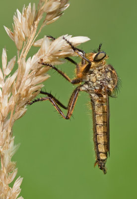 Golden-tabbed Robberfly / Roodbaardroofvlieg 