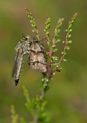 Golden-tabbed Robberfly / Roodbaardroofvlieg 