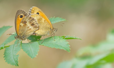 Gatekeeper / Oranje Zandoogje 