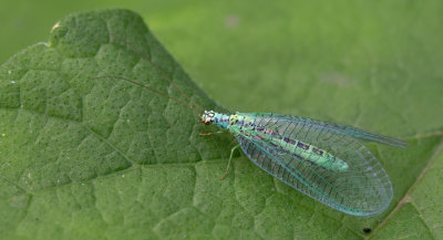 Perly Green Lacewing / Gewone gaasvlieg