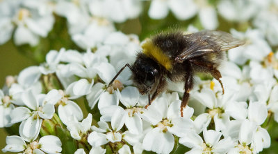 Field cuckoo bumblebee / Gewone koekoekshommel