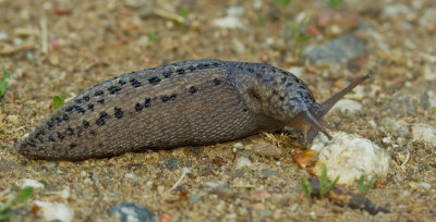 Great Grey Slug / Grote aardslak