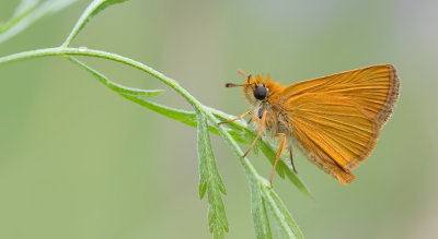 Lulworth Skipper / Dwergdikkopje