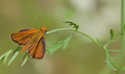 Lulworth Skipper / Dwergdikkopje
