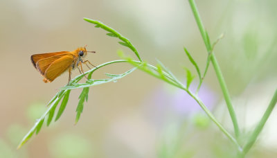 Lulworth Skipper / Dwergdikkopje