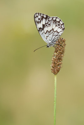 Marbled White / Dambordje (forma procida)