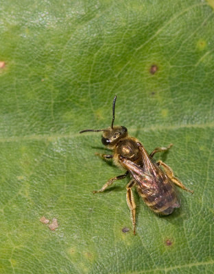 Southern Bronze Furrow-bee / Heidebronsgroefbij 