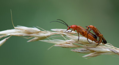 Common Red Soldier Beetle / Kleine rode weekschildkever
